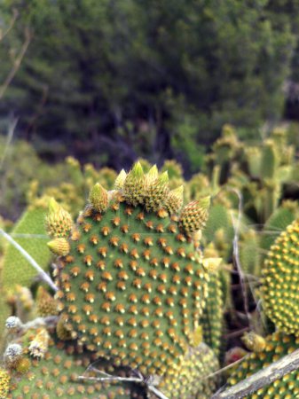 Cactus microdasys Lehm, scientific name Opuntia microdasys.  Vertical shot with natural light. 