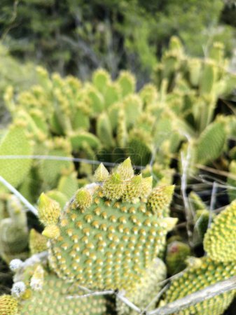 Cactus microdasys Lehm, nombre científico Opuntia microdasys. Tiro vertical con luz natural. 