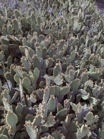 Cactus microdasys Lehm, scientific name Opuntia microdasys. Vertical shot with natural light.