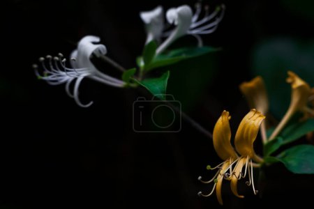 Téléchargez les photos : Lonicera japonica - Fleurs de chèvrefeuille japonaises sauvages fleurissant au printemps - en image libre de droit