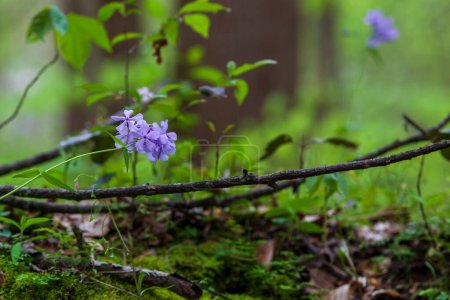 Foto de Blue Moon, Wild Blue Phlox, Woodland Phlox, Sweet William Blue Moon, floreciendo en primavera. - Imagen libre de derechos