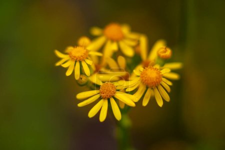 Photo for Yellow Rosinweed blooming in the spring - Royalty Free Image