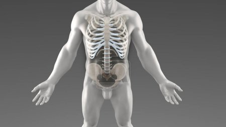 Photo for Front view of rib cage on human body - Royalty Free Image