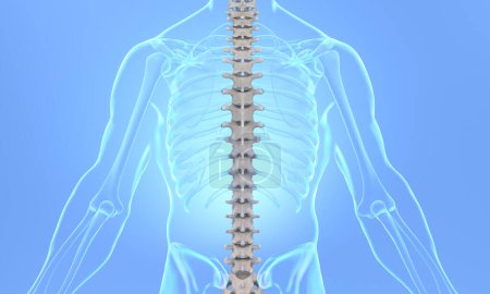 Foto de Vista posterior de la columna vertebral en el cuerpo de rayos X con fondo azul - Imagen libre de derechos