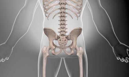 Photo for Skeletal pelvic view on gray background - Royalty Free Image