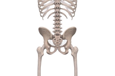 Foto de Esqueleto pélvico vista posterior sobre fondo blanco - Imagen libre de derechos