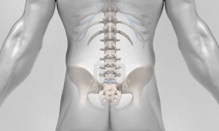 Photo for Back Spine View on Body White Background - Royalty Free Image