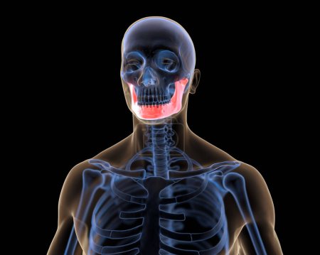 Foto de 3d representación médica de cráneo de rayos X con mandíbula en rojo - Imagen libre de derechos