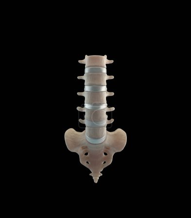 Foto de 3d ilustración médica de la región lumbar de la columna vertebral humana - Imagen libre de derechos