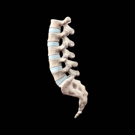 Foto de 3d ilustración médica de la región lumbar de la columna vertebral humana - Imagen libre de derechos