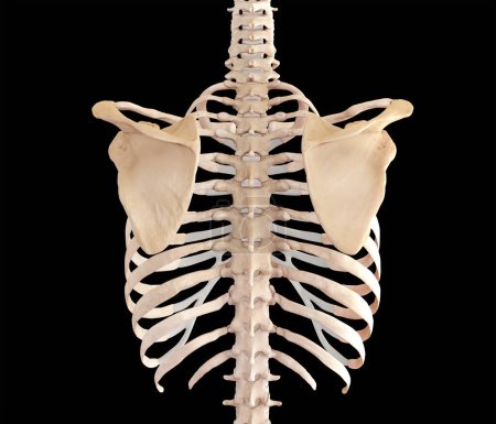 Téléchargez les photos : Torse supérieur vue postérieure du cadre squelettique du dos sur fond noir - en image libre de droit