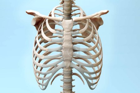 Foto de Ilustración médica 3D de la vista del torso superior del esqueleto humano - Imagen libre de derechos