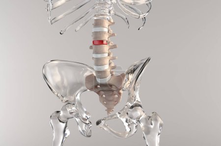 Foto de Región lumbar de huesos de anatomía del esqueleto humano - Imagen libre de derechos