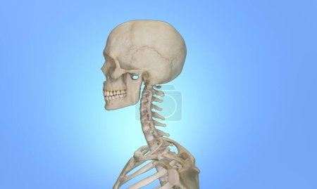 Foto de Vista lateral de la sección cervical de la columna vertebral y el cráneo - Imagen libre de derechos