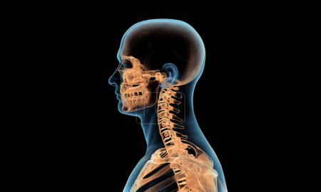 Photo for Side view of cervical section of spine - Royalty Free Image