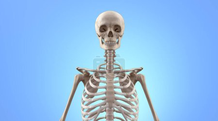 Foto de Ilustración médica 3D de la vista del torso superior del esqueleto humano - Imagen libre de derechos