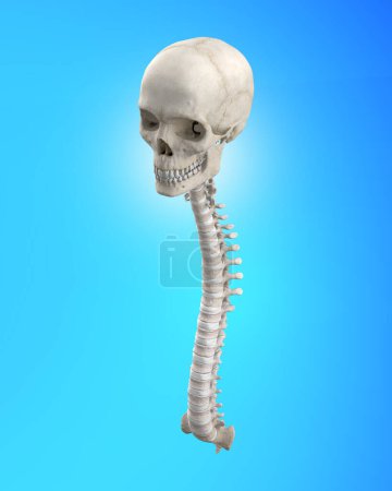 Foto de Ilustración médica de la médula espinal humana y el cráneo - Imagen libre de derechos