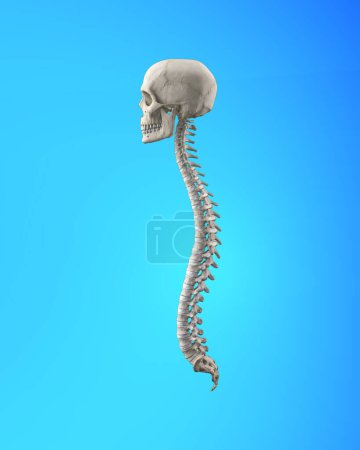 Photo for Medical illustration of human spinal cord and cranium - Royalty Free Image