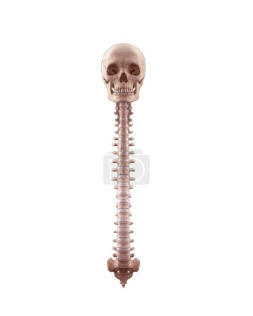 Medical illustration of human spinal cord and cranium