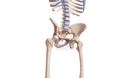 Photo for Fractured femur head on human skeleton - Royalty Free Image