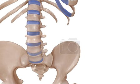 3D medical illustration of the torso mid section view of the human skeleton