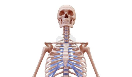 Photo for 3D medical rendering of torso skeleton on white background - Royalty Free Image
