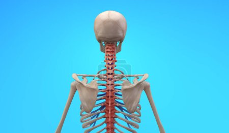 Foto de Representación en 3D del esqueleto humano que sufre lesiones dolorosas en la región de la columna cervical torácica - Imagen libre de derechos