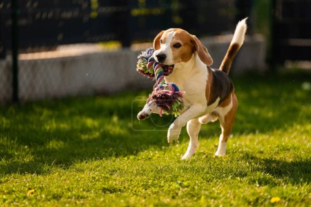 Dog run, beagle dog jumping having fun in the garden. Dog training