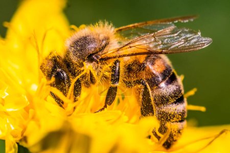 Abeja en una flor. Primer plano de una abeja recolectando polen en una flor amarilla en un día soleado y brillante en Austria