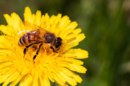 Foto de Abeja de miel cubierta con polen amarillo que recoge el néctar de la flor del diente de león. Importante para la sostenibilidad de la ecología ambiental
. - Imagen libre de derechos