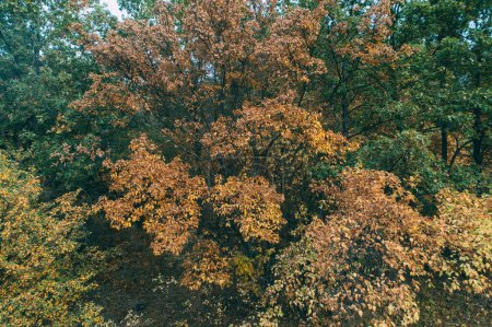 Foto de Un disparo aéreo al bosque. Parques naturales. Follaje amarillo naranja marrón del árbol - Imagen libre de derechos