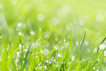 Foto de Rainy meadow. Nature beauty. Spring weather. Fresh green grass lawn with shiny clear drops of water blur. - Imagen libre de derechos