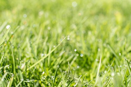 Téléchargez les photos : Rainy day. Spring grassland. Herbal beauty. Fresh vibrant green grass lawn with shiny clear drops of water blur. - en image libre de droit
