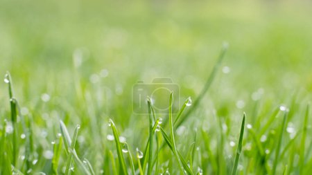 Téléchargez les photos : Morning lawn. Dew meadow. Nature beauty. Vibrant green grass cover with shiny clear drops of water blur macro shooting. - en image libre de droit