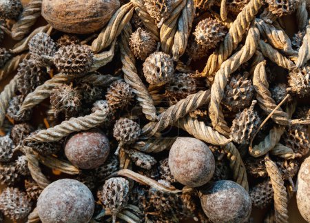 Photo for Rustic background. Natural composition. Distressed ornament. Brown old weathered dry conifer cone nut mix collection arrangement uneven decorative texture. - Royalty Free Image