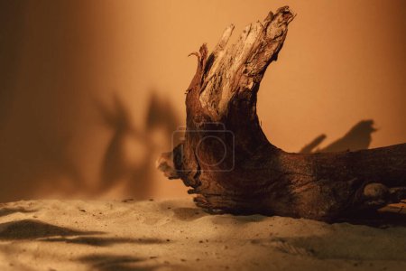 Foto de Composición de madera. Fondo de la naturaleza. Presentación del producto. Rama de árbol seco marrón deja sombra sobre arena naranja soleada con espacio libre. - Imagen libre de derechos