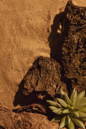 Téléchargez les photos : Composition naturelle. Une maquette de sable. Arrangement floral. Brown écorce d'arbre sec plante de fleur succulente verte sur fond abstrait désert beige avec espace libre. - en image libre de droit