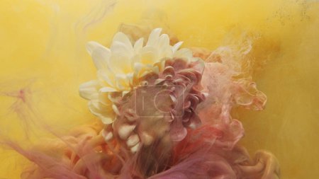 Photo for Flower paint. Ink water splash. Magic nature. Yellow pink color smoke cloud over white blooming chrysanthemum petals abstract art background. - Royalty Free Image