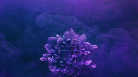 Foto de Flor de humo. Pinta agua. Flor submarina. Naturaleza de fantasía. Pétalos de margarita de color púrpura azul en fondo de arte abstracto flotante niebla. - Imagen libre de derechos