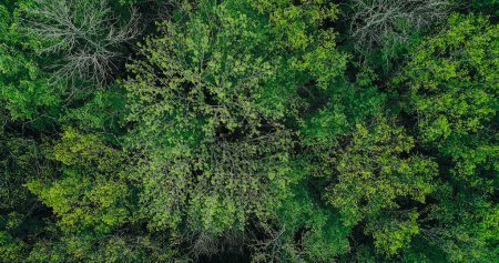 Photo for Trees background. Nature tranquility. Aerial shot. Outdoor beautiful peaceful fresh lush forest woodland greenery plants species crowns foliage landscape view. - Royalty Free Image