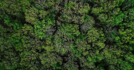 Photo for Woodland background. Nature connection. Aerial shot. Greenery landscape. Countryside forest emerald lush tree crowns foliage leaves texture flight scenery view. - Royalty Free Image