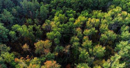 Foto de Follaje aéreo. Árboles de drones. Bosque sereno paisaje tranquilo naturaleza salvaje parque nacional belleza de vista superior de reserva. - Imagen libre de derechos