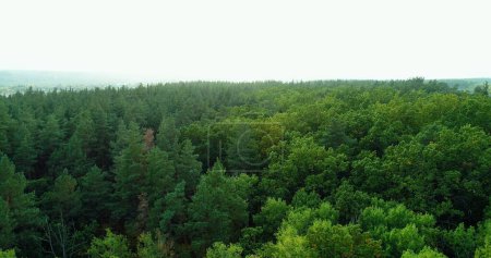 Foto de Árboles aéreos. Follaje forestal. Hermoso paisaje de verano de madera verde de la mañana con horizonte del cielo vista del dron del parque nacional. - Imagen libre de derechos