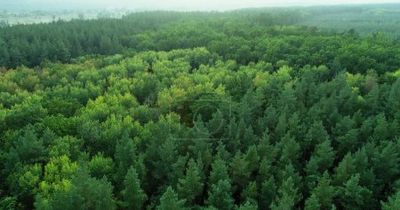 Photo for Aerial trees. Forest landscape. Green foliage creating harmonious wood scenery wild beauty of peaceful park reserve drone view. - Royalty Free Image