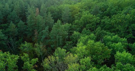 Téléchargez les photos : Feuillage vert. Forêt de drones. Paysage de bois serein campagne paisible faune nature parc beauté de la réserve vue aérienne. - en image libre de droit