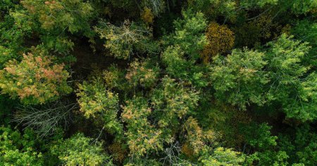 Photo for Wood foliage. Aerial tree tops view. Scenic reserve beauty countryside national parkland colorful tree crowns wild autumn forest drone view. - Royalty Free Image