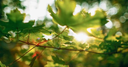Photo for Green leaves background. Forest conservation. Woods sun beam. Nature reserve. Summer lush maple tree foliage in bokeh light lens flare at defocused sunrise. - Royalty Free Image