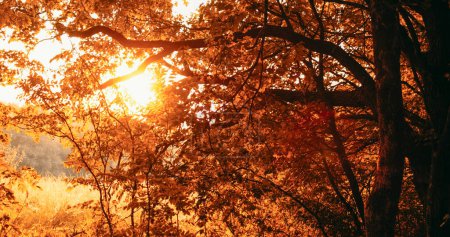 Photo for Autumn nature background. Forest sunrise. Morning countryside landscape. Yellow warm atmosphere fall season trees foliage meadow grass in lens flare light. - Royalty Free Image