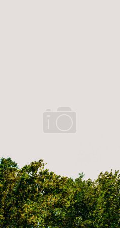 Photo for Forest background. Nature park. Rural landscape. Environment protection. Summer green tree foliage crowns horizon scenery on white sky empty space. - Royalty Free Image