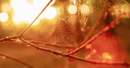 Photo for Forest wildlife background. Autumn morning nature. Spider web on bare tree branch with lens flare in golden yellow orange blur bokeh light glow. - Royalty Free Image